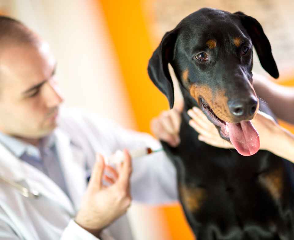 Why Vaccinations Are Essential for Your Pet’s Safety and Wellbeing