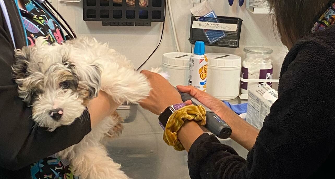 How Grooming Improves Your Pet’s Health and Happiness