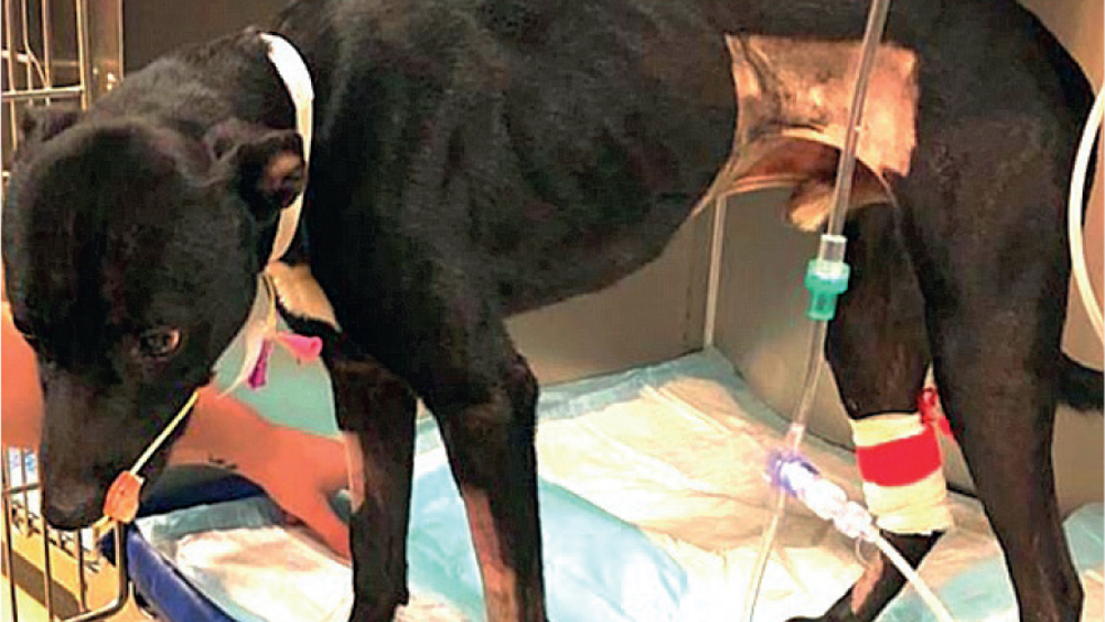 How Proper Pet Nutrition Supports a Healthy and Happy Life