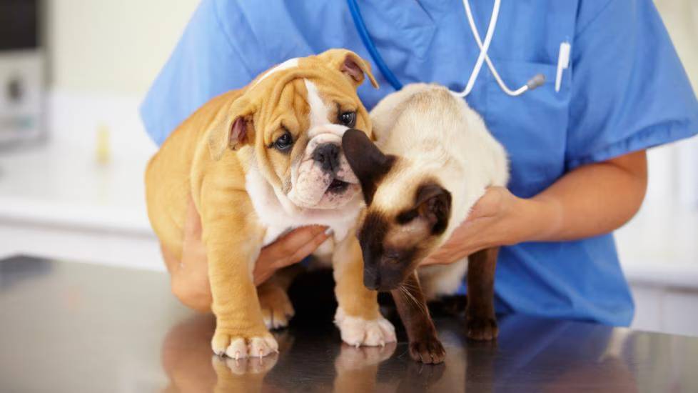 Healthy Pets Start With Regular Checkups