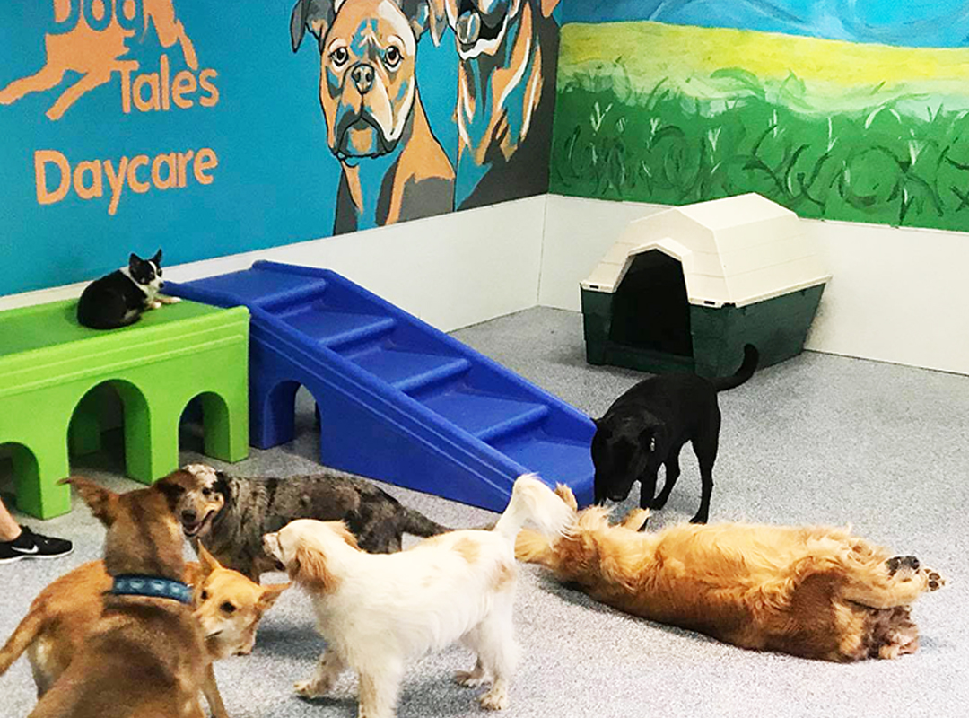 Comfortable & Safe Pet Boarding