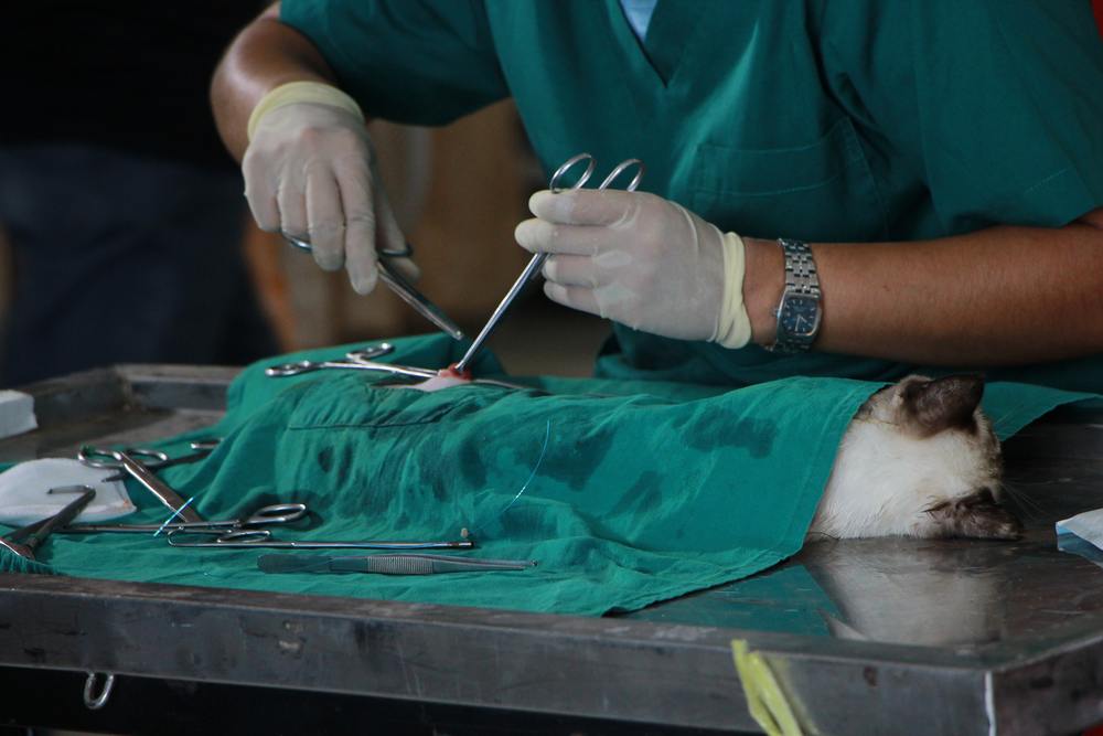 Safe & Modern Pet Surgery Services