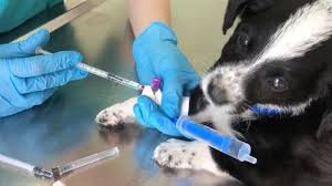 Vaccinations & Preventive Care